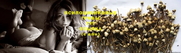 PSILOCYBIN Армянск